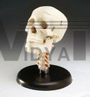 Skull, Budget w Cervical Vertebrae Model